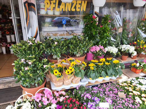 Blumen Thao-Anh - Thumbnail
