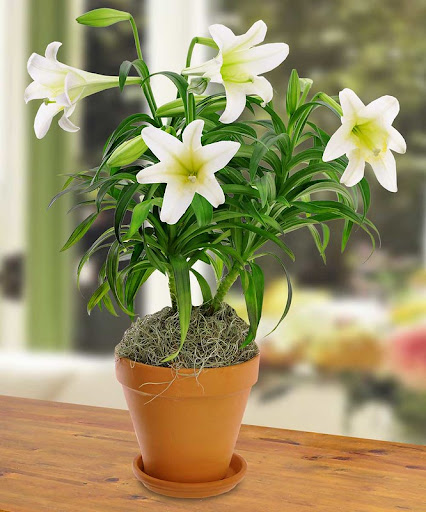 La Salle Flowers - Thumbnail