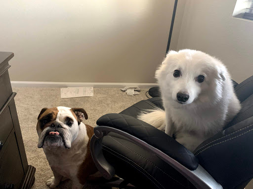 Pets R Us Commerce City - Thumbnail