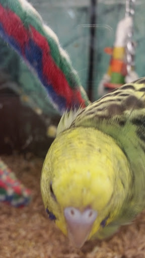 Pet Supplies Plus Farmington Hills - Thumbnail