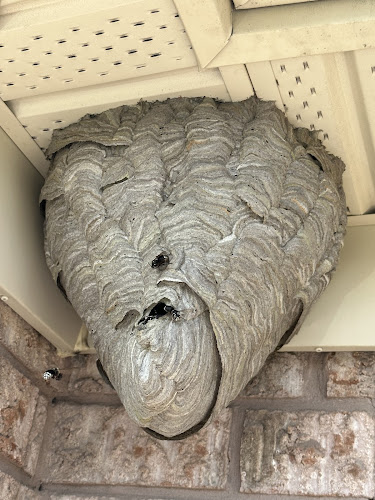 QPS Pest Control Peterborough work photo 1