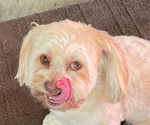 The Spotted Pup , Dog Grooming - Thumbnail