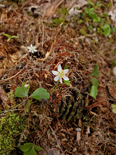 Parc du Boisé-de-la-Marconi - Thumbnail