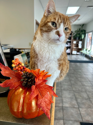 VCA Canada Burgess Animal Hospital - Thumbnail