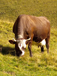Photo n°1 de Gaec de Lassy à Allinges (Agriculteur)