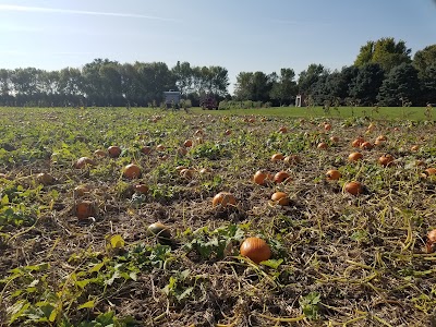 Pumpkins On Garfield Corn Maze