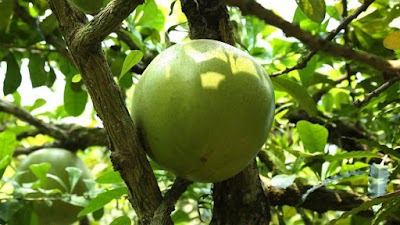 Photos of BAU Germplasm Centre