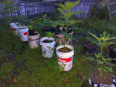 Photos of Kebun Tin Demak