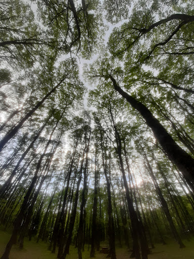 Bosco di San Marco In Lamis - Thumbnail