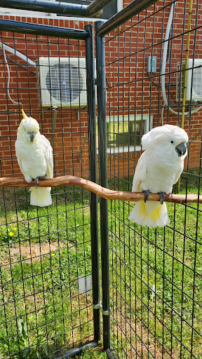 Straw Hat Parrot's Rescue, Inc - Thumbnail
