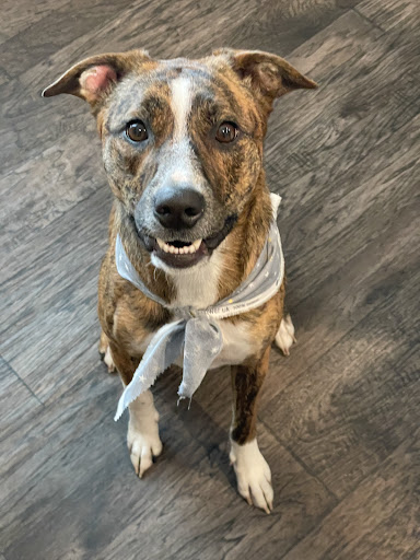 The Southern Pooch Dog Salon