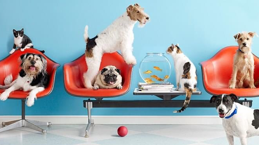 Veterinaria Vet Center Irapuato