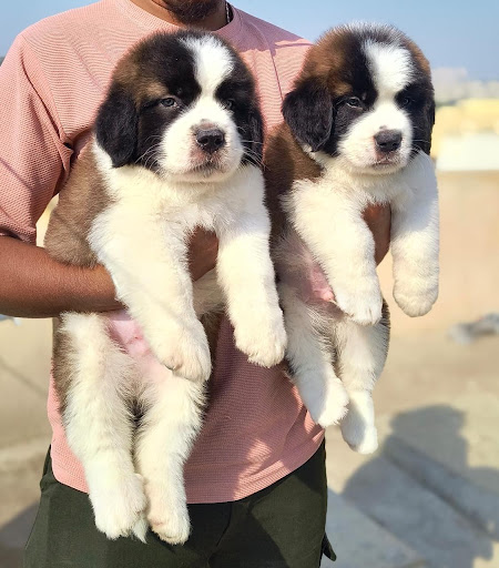 Saint Bernard puppy available in Lucknow for more details please call or whatsapp me.... post image