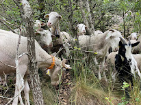 Friendly Flock à Val-d'Aigoual
