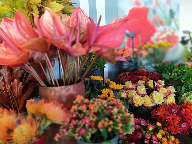 Fleurs D'Alain
