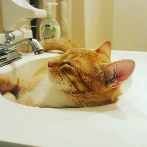 Royal Veterinary Services