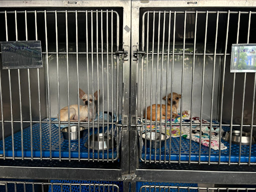 Centro veterinario Granados