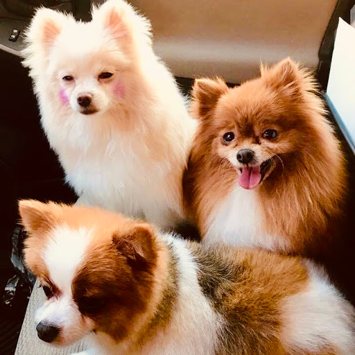 DevinePOMS - Visual