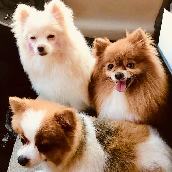 DevinePOMS