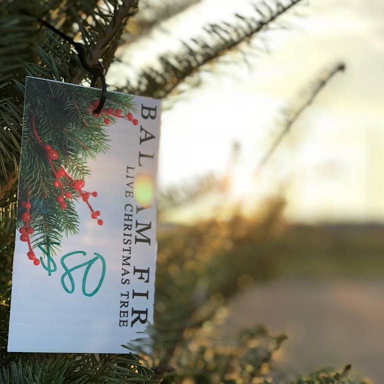 Texarkana Christmas Trees The Best Christmas Trees in Texarkana!