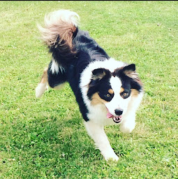 Photo n°13 de Les Peluches Australiennes à Rozérieulles (Éleveur)