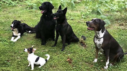 Black Dogs Cinofilia