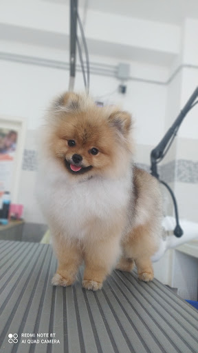 Master Groom - Visual