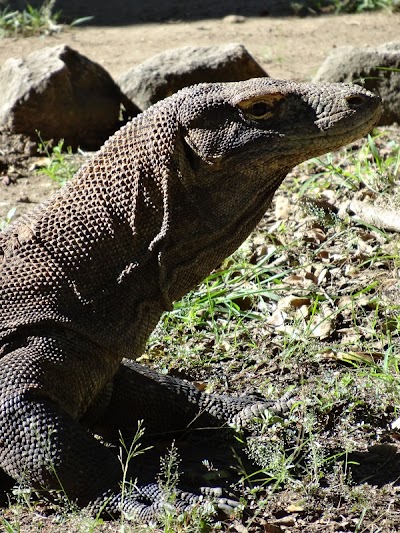 Photos of Bali Flores Komodo Tours