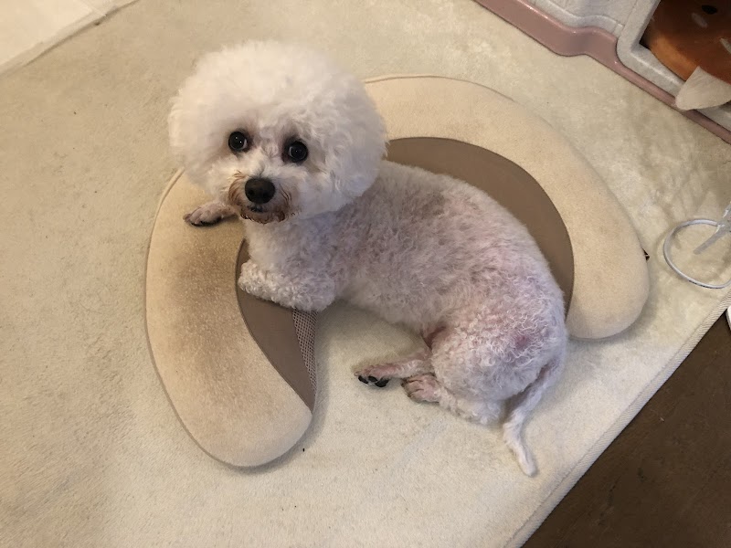 ペットシッターゆりかご