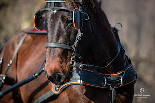 Photo n°19 de Les Crinières d'Attel'Anges à Pressins (Centre équestre)