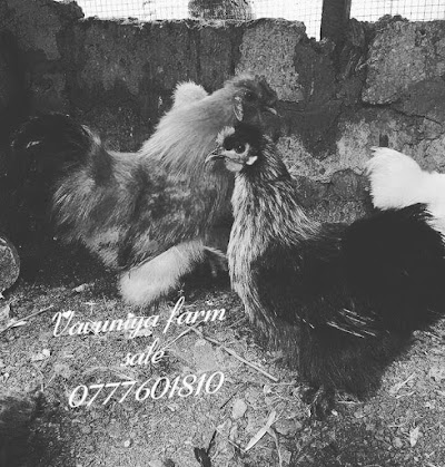 Photos of Vavuniya Farm