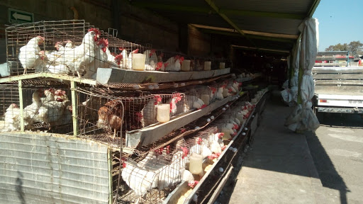 Distribuidora de aves LA GUADALUPANA - Thumbnail