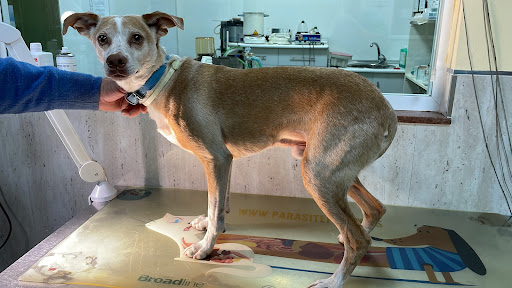 Clínica veterinaria Guadix Norte