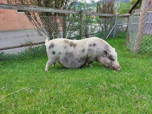 Streichelfarm - Visual