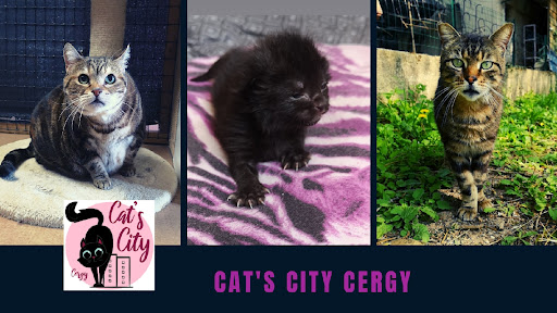 Cats City - Thumbnail