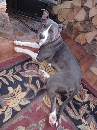 Mountain Vista Veterinary Services - Thumbnail