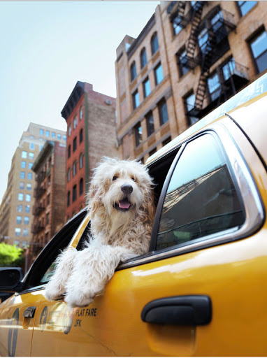 California Pet Pharmacy Gallery - United States