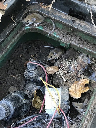 Irrigation Tech backflow testing