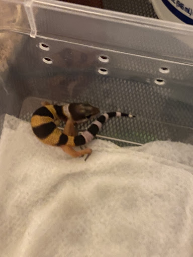 Firestartergeckos - Visual