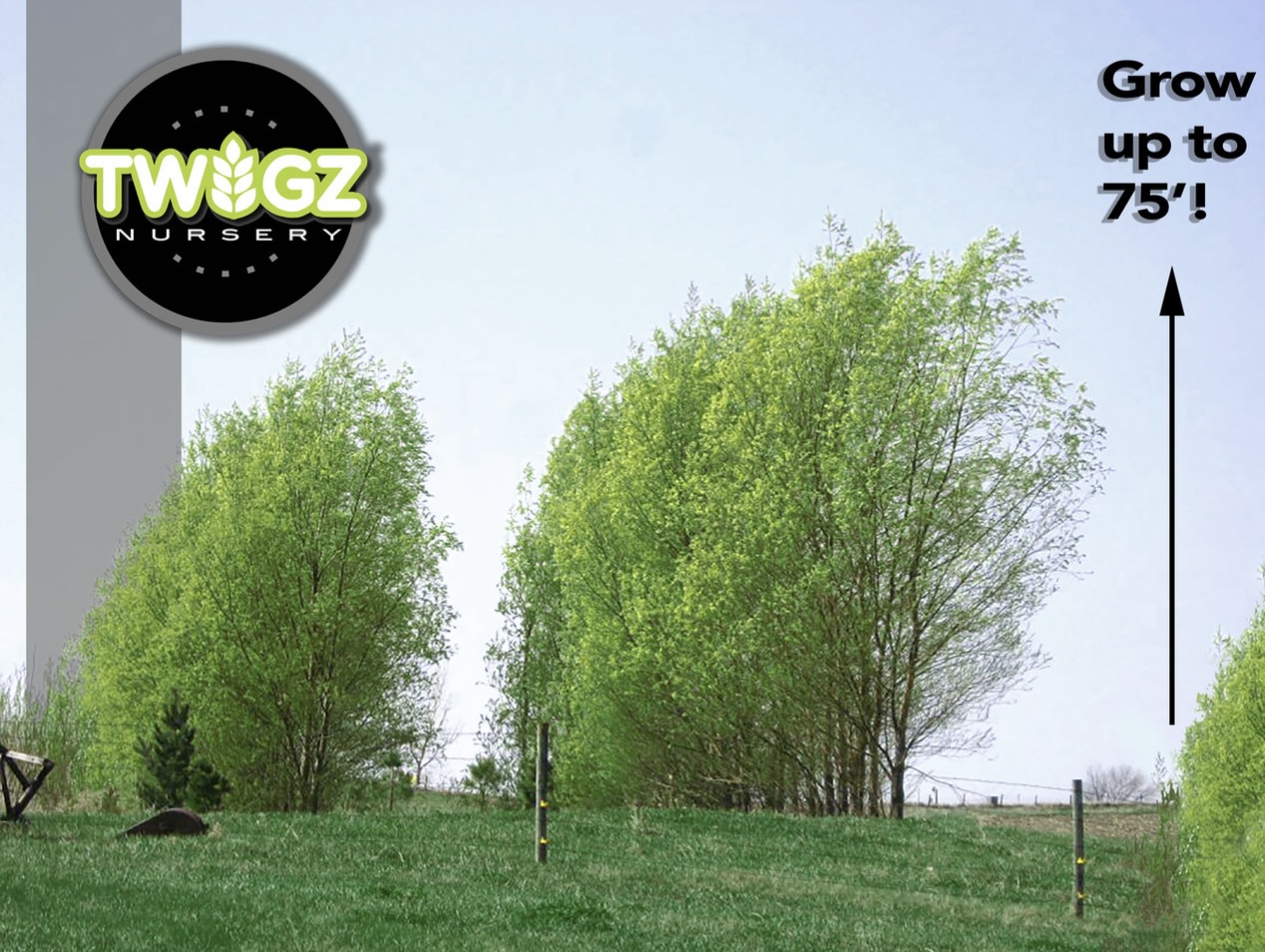 Twigz Nursery