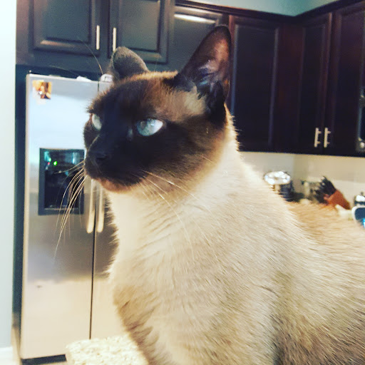 Bayridge Veterinary Hospital - Thumbnail