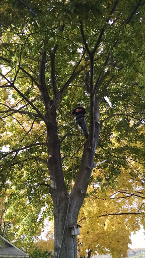 Upstate New York Tree Service - Thumbnail
