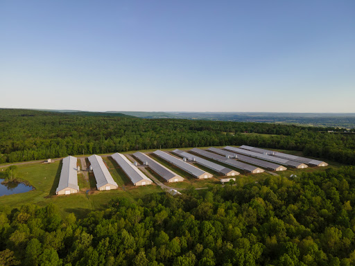 American Poultry Company