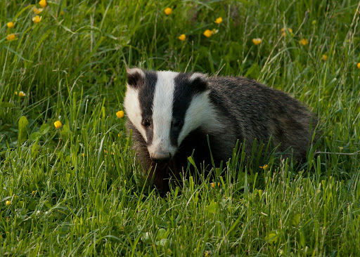 Badger Watch Dorset - Thumbnail
