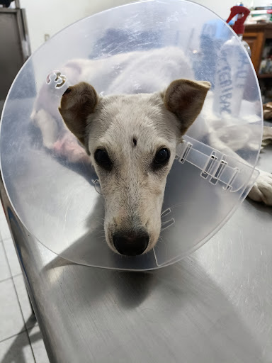 Ludanek Clinica Veterinaria