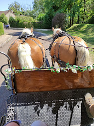 Photo n°13 de Céline & Toscane à Saint-Maurice-sur-Vingeanne (Ferme d'élevage)