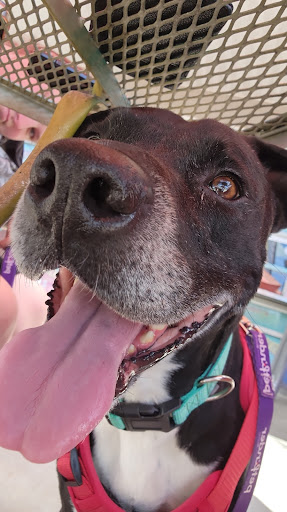 Lincoln County Animal Services