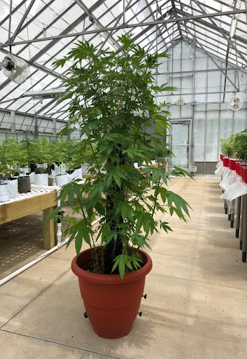 Cana-pot - Thumbnail