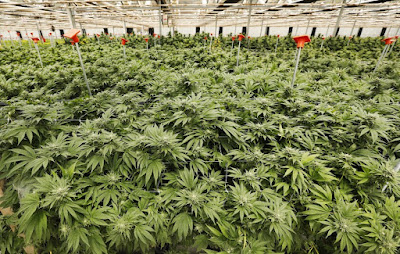 Photo of Best Friends Farm Cannabis Dispensary Delivery