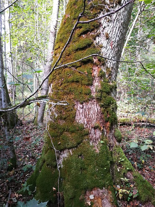 Nigula Nature Reserve